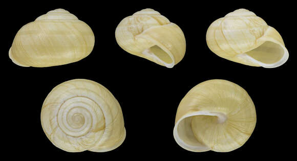 Imagem de Cepaea nemoralis (Linnaeus 1758)