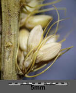 Image of Foxtail millet