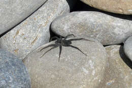 Image of Stone Spider