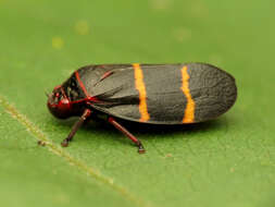 Image of Two-lined Spittlebug