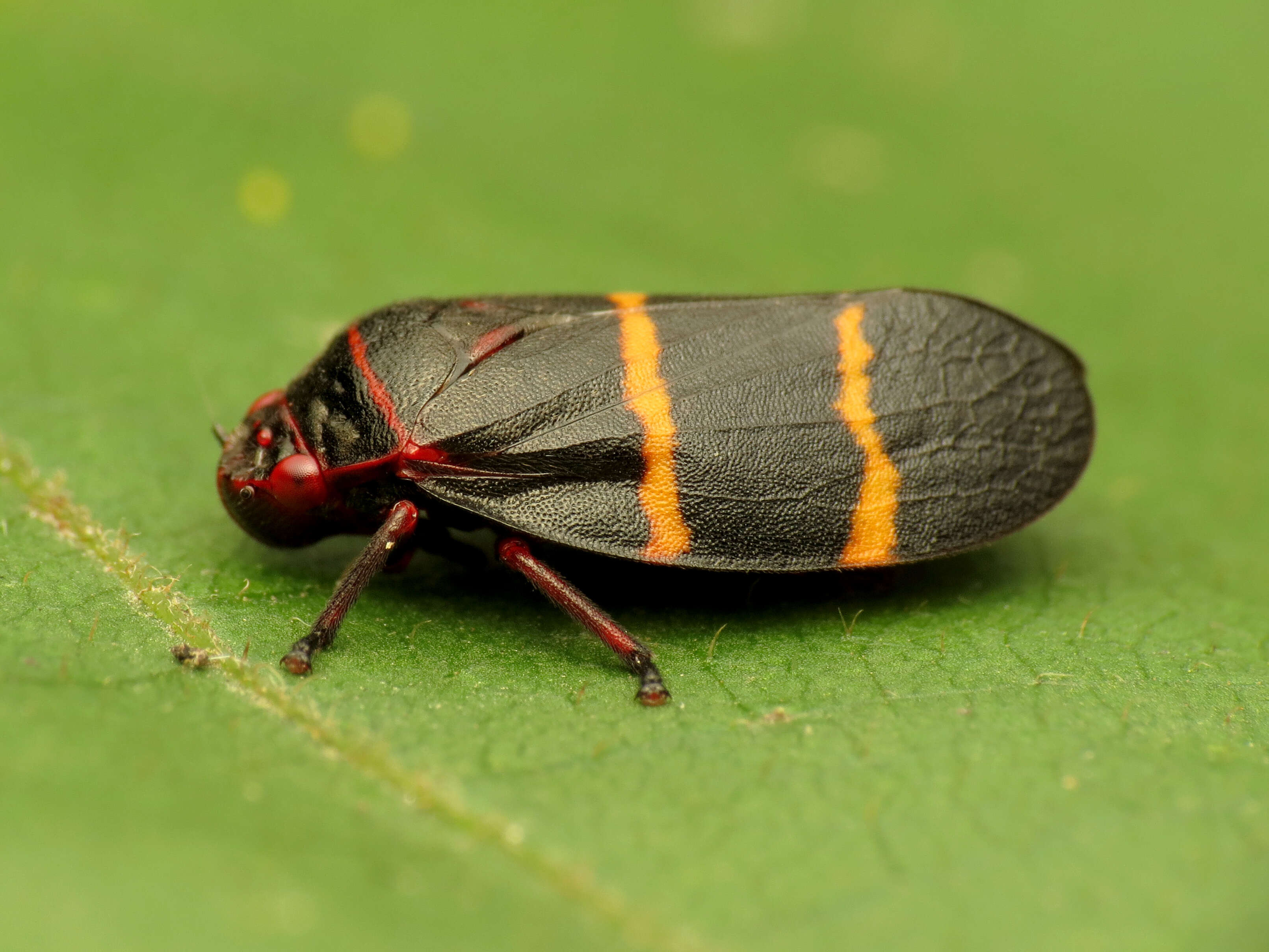 Image of Two-lined Spittlebug