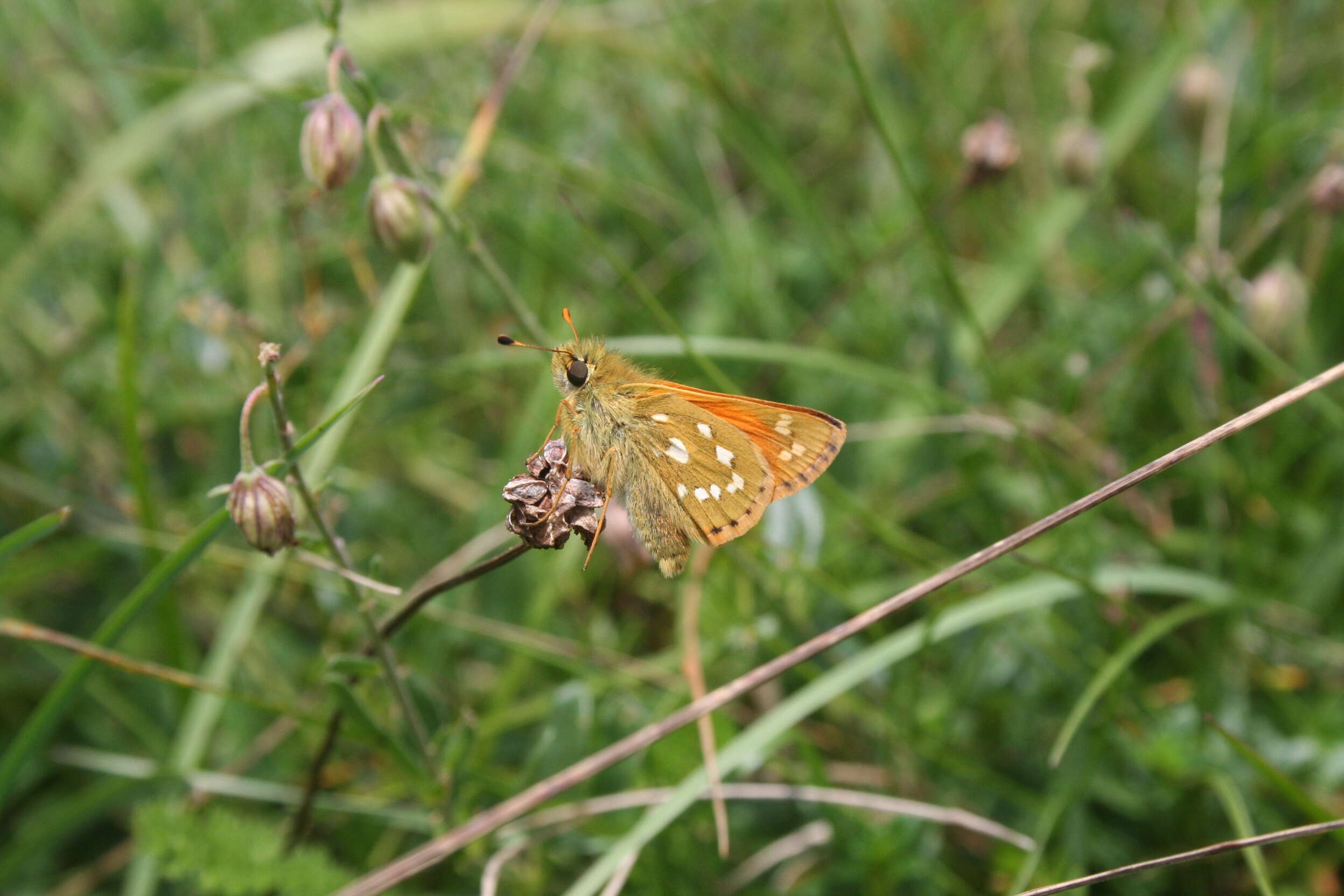 Image of Common Branded Skipper