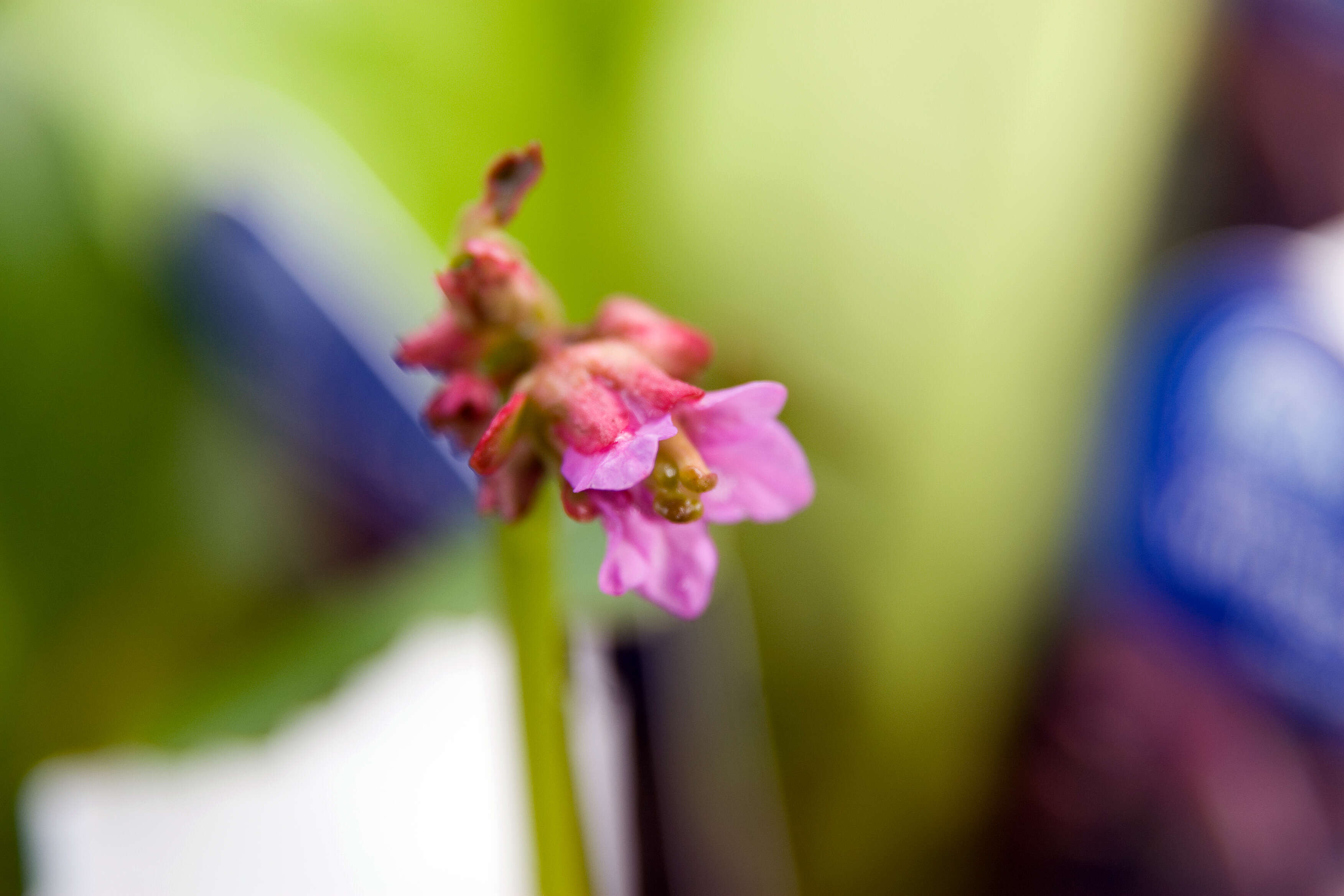 Image of Bergenia purpurascens (Hook. fil. & Thoms.) Engl.