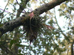 Image of Airplants