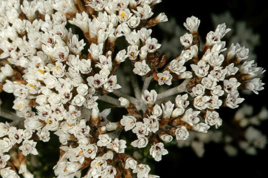 Image of Strandveld Blombush