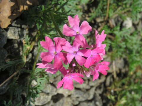 Image of Dakota mock vervain