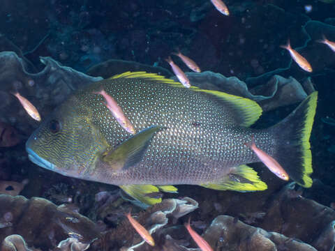 Image of Blubberlip snapper