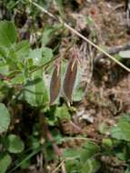 Ononis rotundifolia L.的圖片