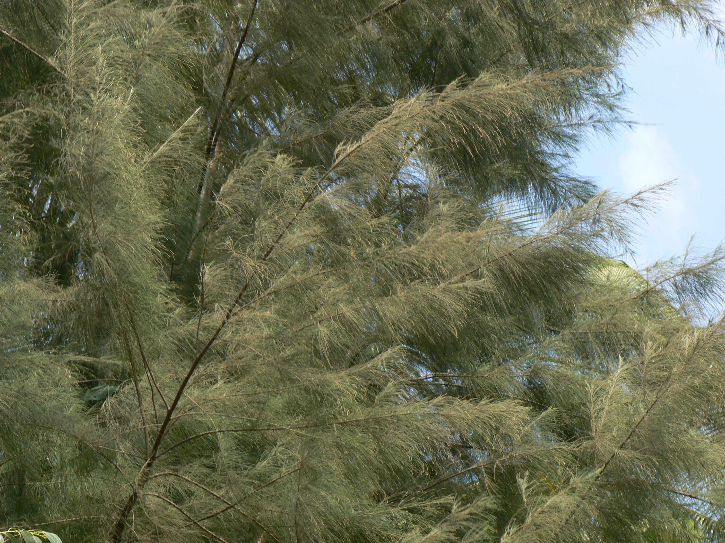 Image of beach sheoak