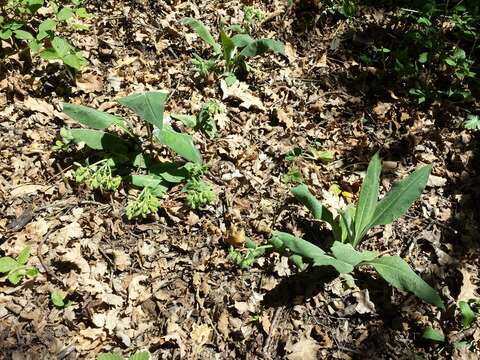 Image of Pulmonaria mollis Hornem.