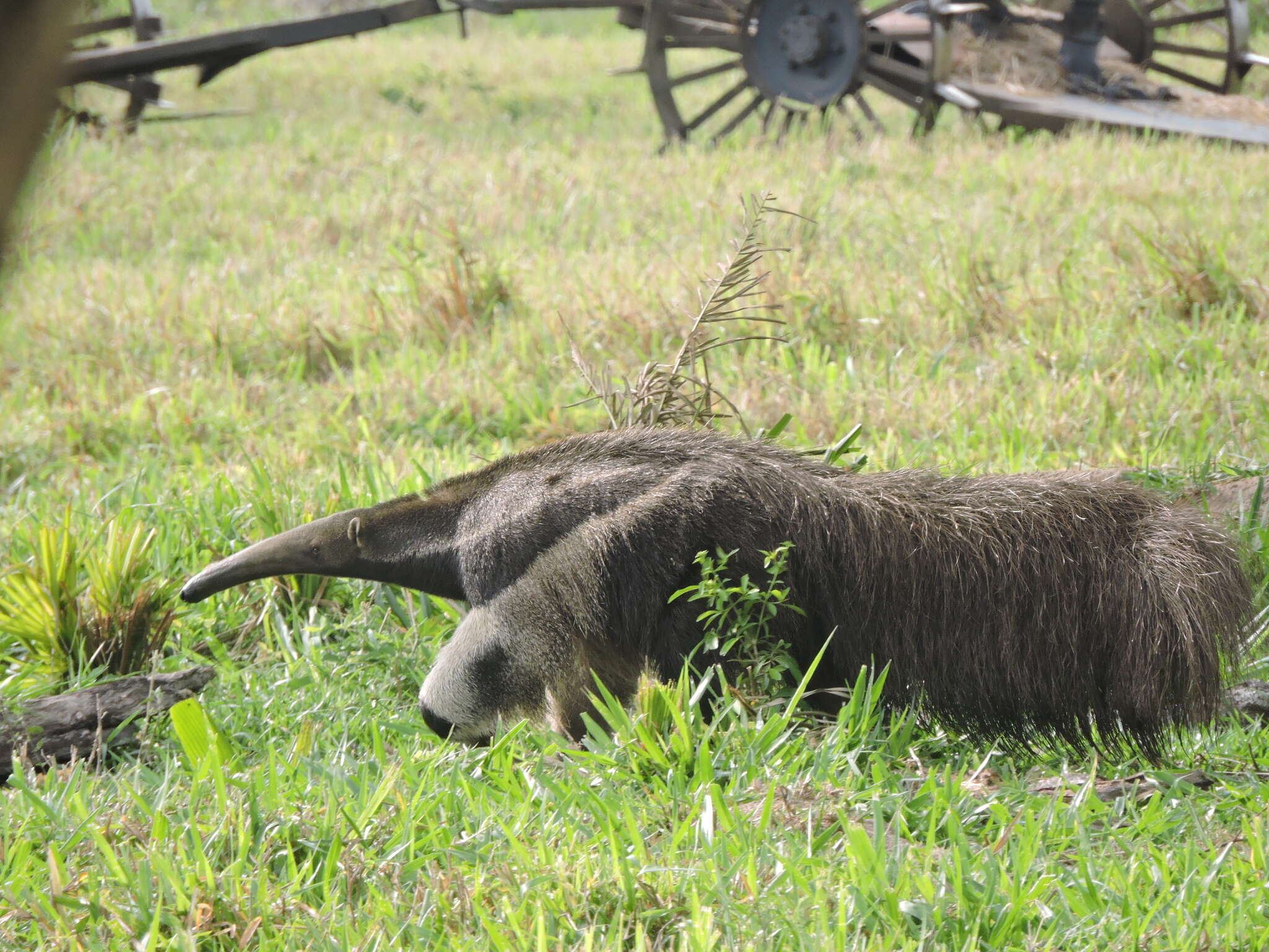 Image of Giant anteaters