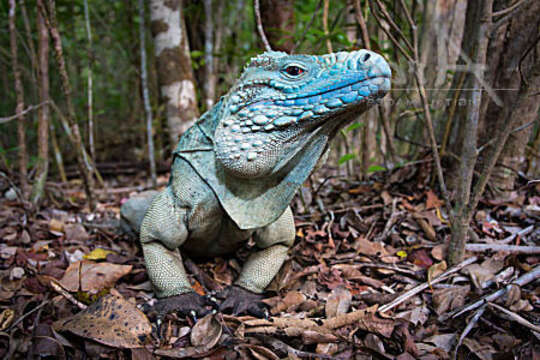 Image de Iguane bleu