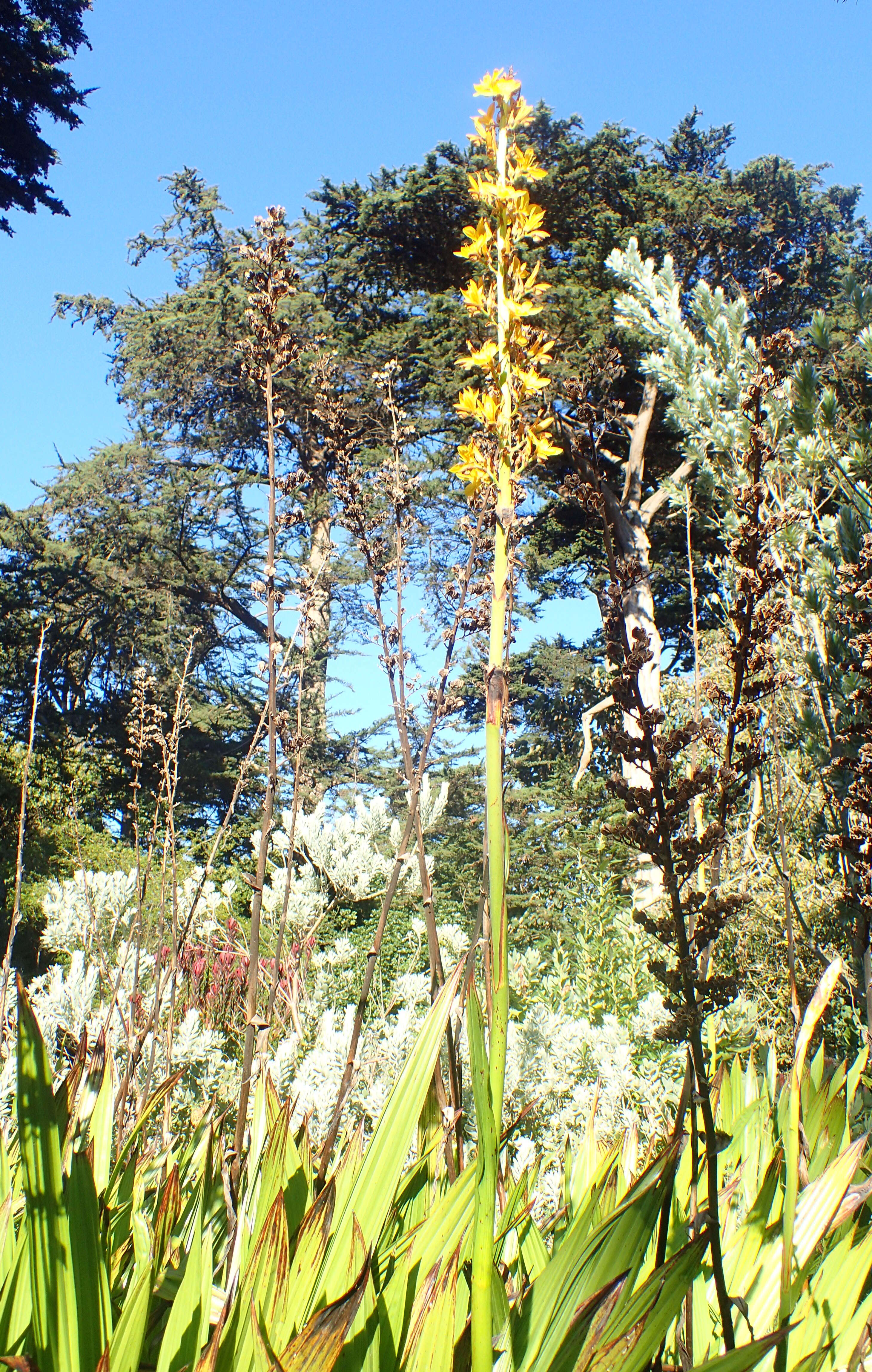 Image of Wachendorfia thyrsiflora Burm.