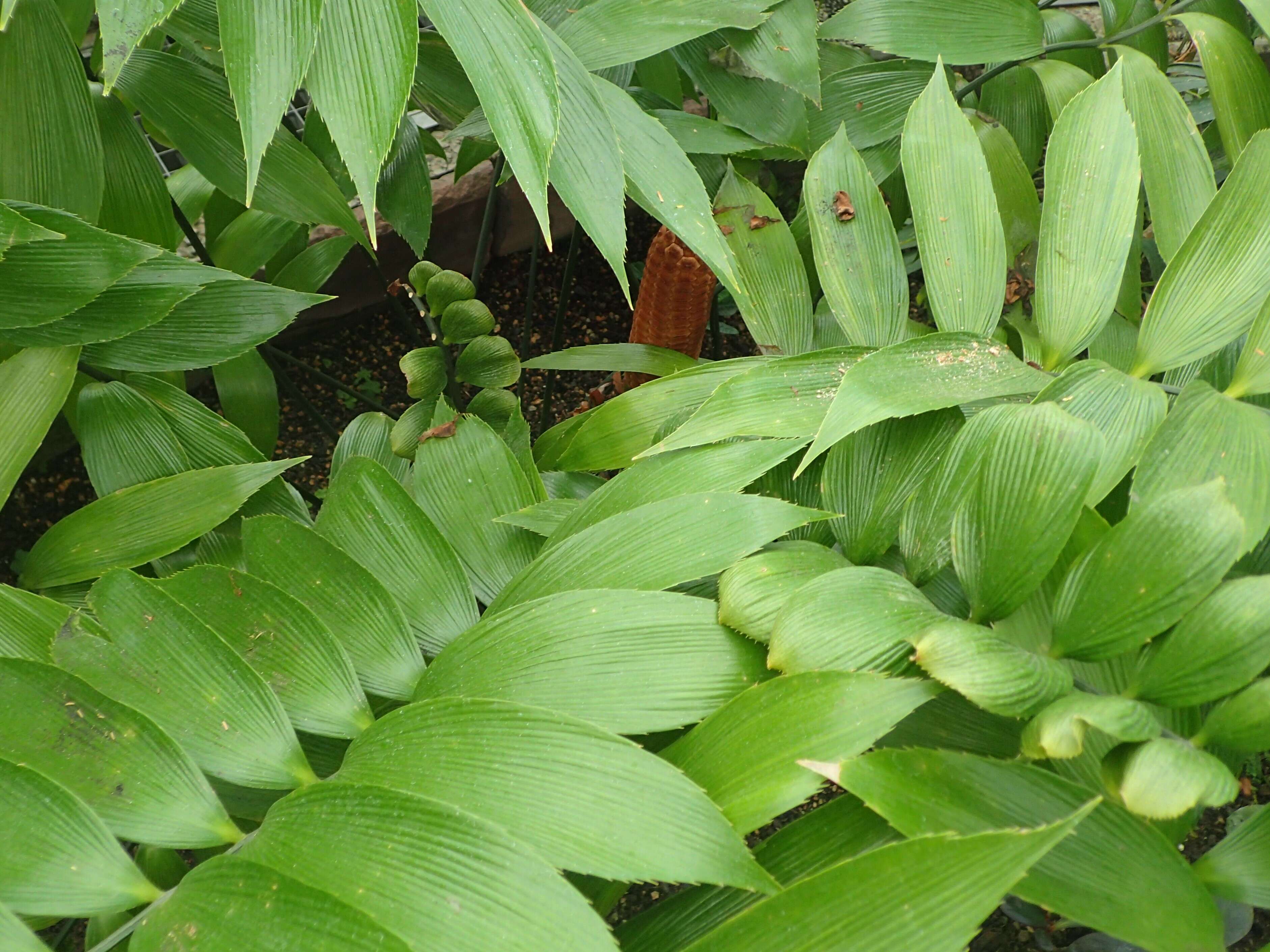 Image de Zamia neurophyllidia D. W. Stev.