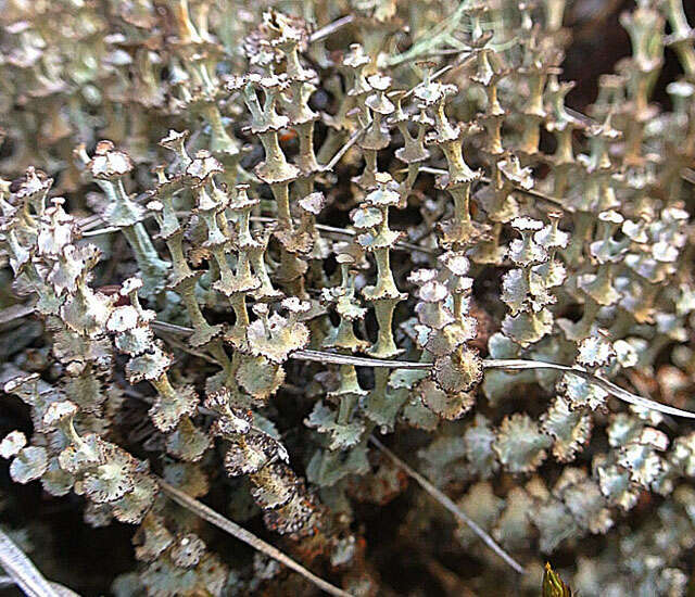 Image of cup lichen