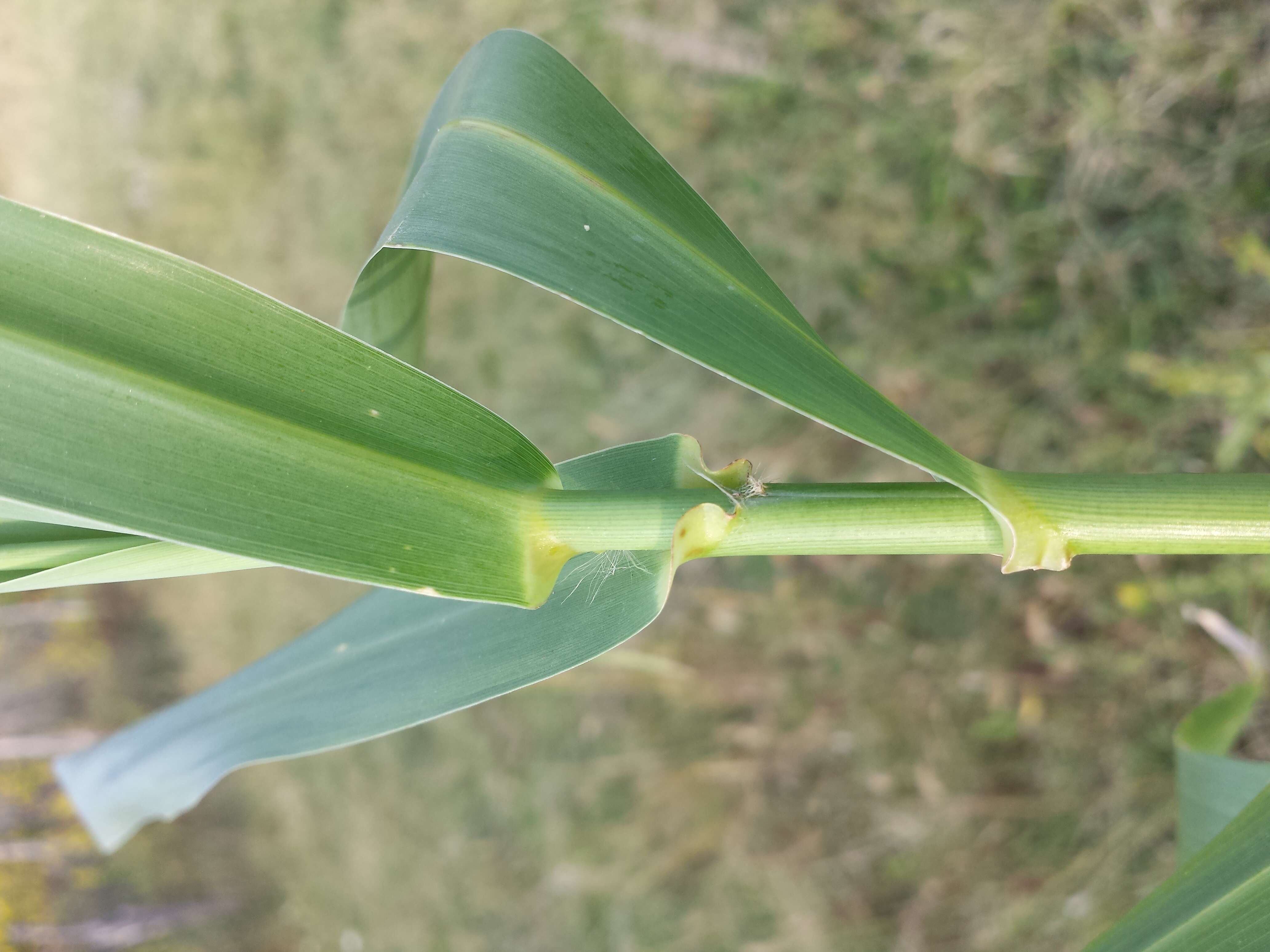 Image of giant reed