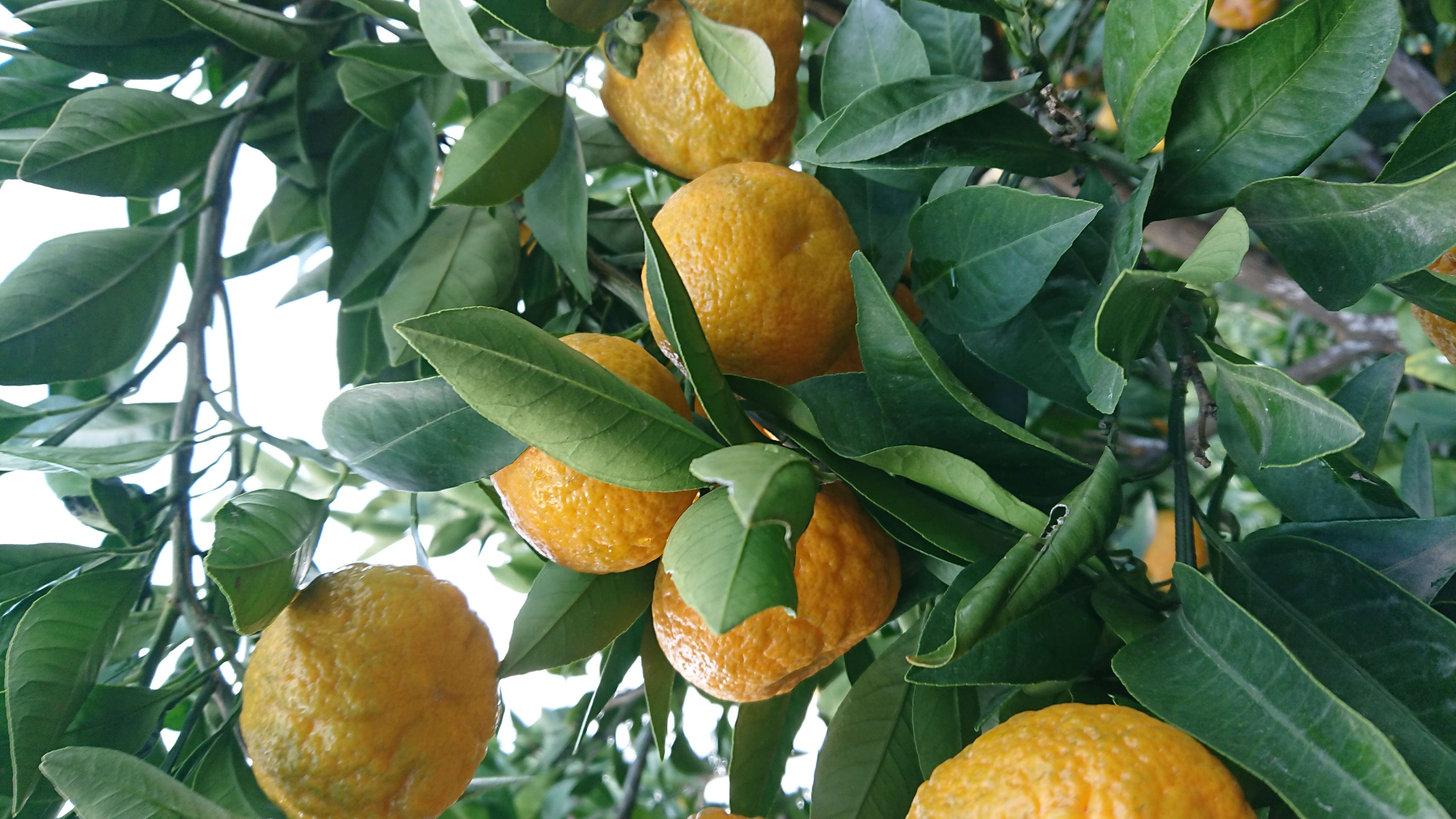 Image of Citrus × tangerina