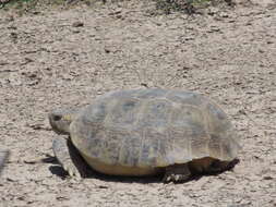 Plancia ëd Gopherus flavomarginatus Legler 1959