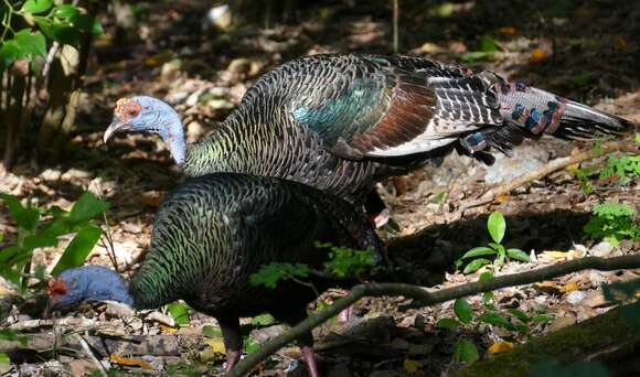 Image of Ocellated Turkey