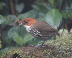 Image of Chestnut-crowned Antpitta