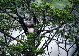 Image of Black Snub-nosed Monkey