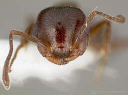 Image of Crematogaster marioni Buren 1968