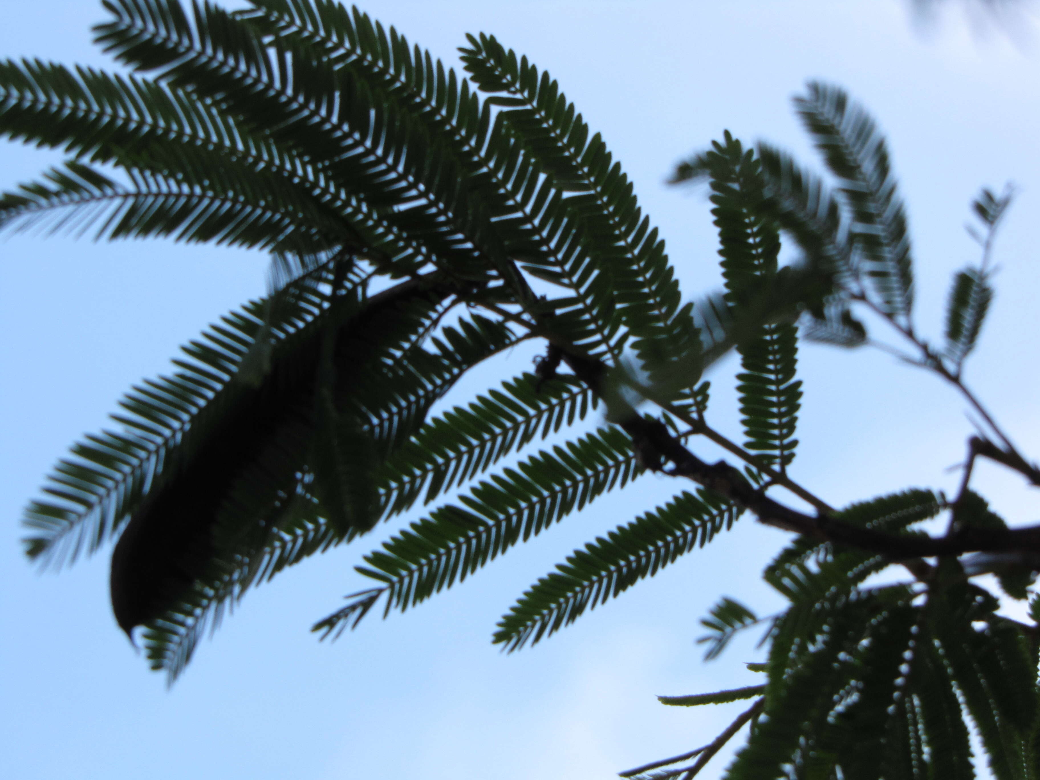 Image de Calliandra houstoniana (Mill.) Standl.