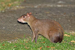 Image of Central American Agouti