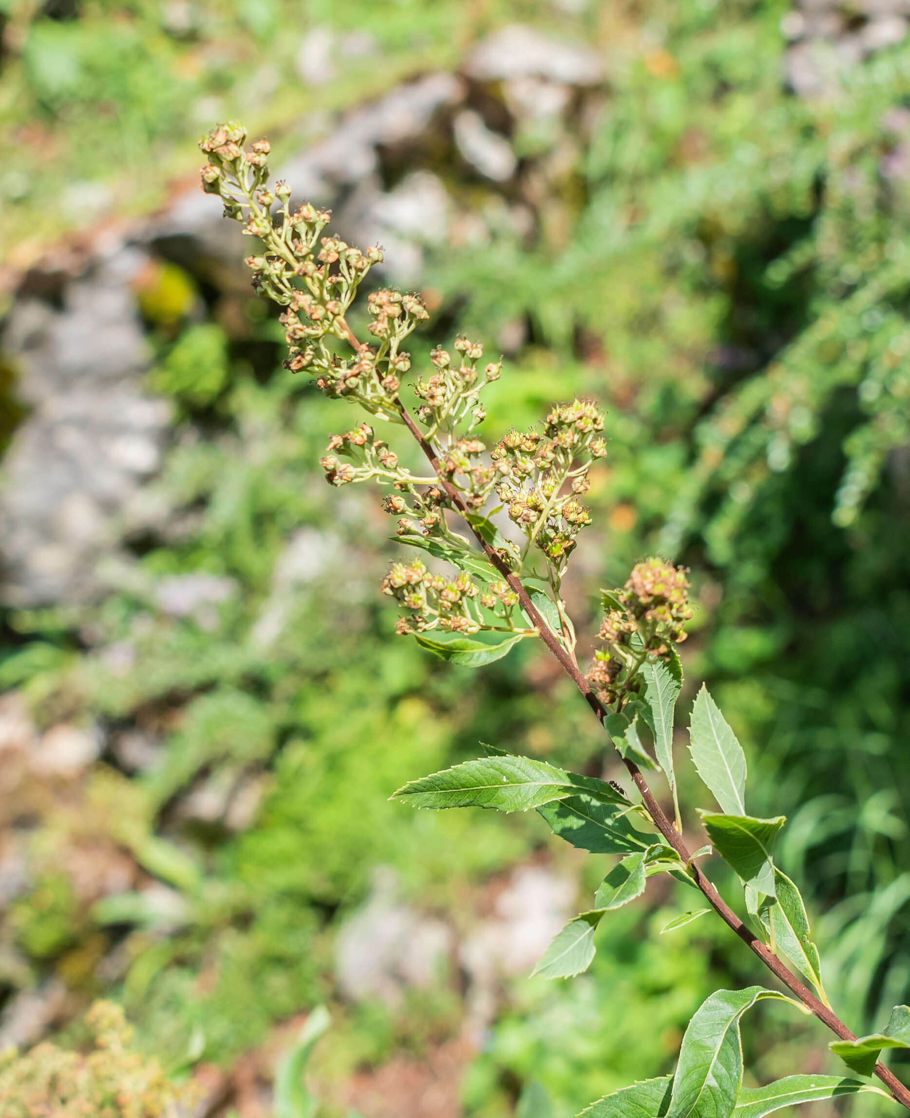 Image of white meadowsweet