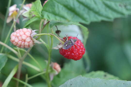 Image of sloe bug