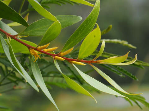 Image of Persoonia conjuncta P. H. Weston & L. A. S. Johnson