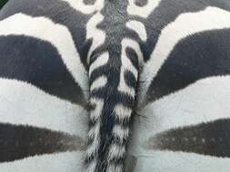 Image of zebra