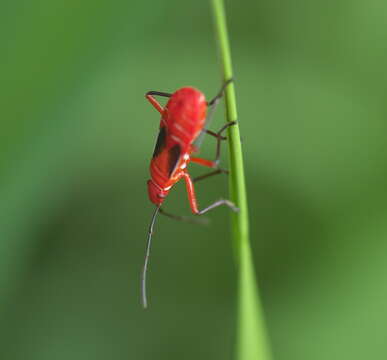 Image of Cotton Stainers (several spp.)