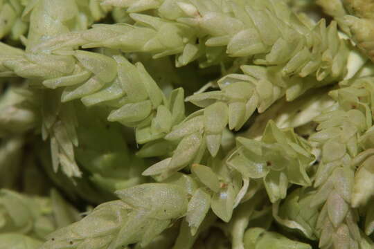 Image of sphagnum