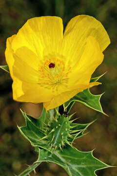 Image of Mexican pricklypoppy