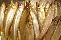 Image of smelt-whitings