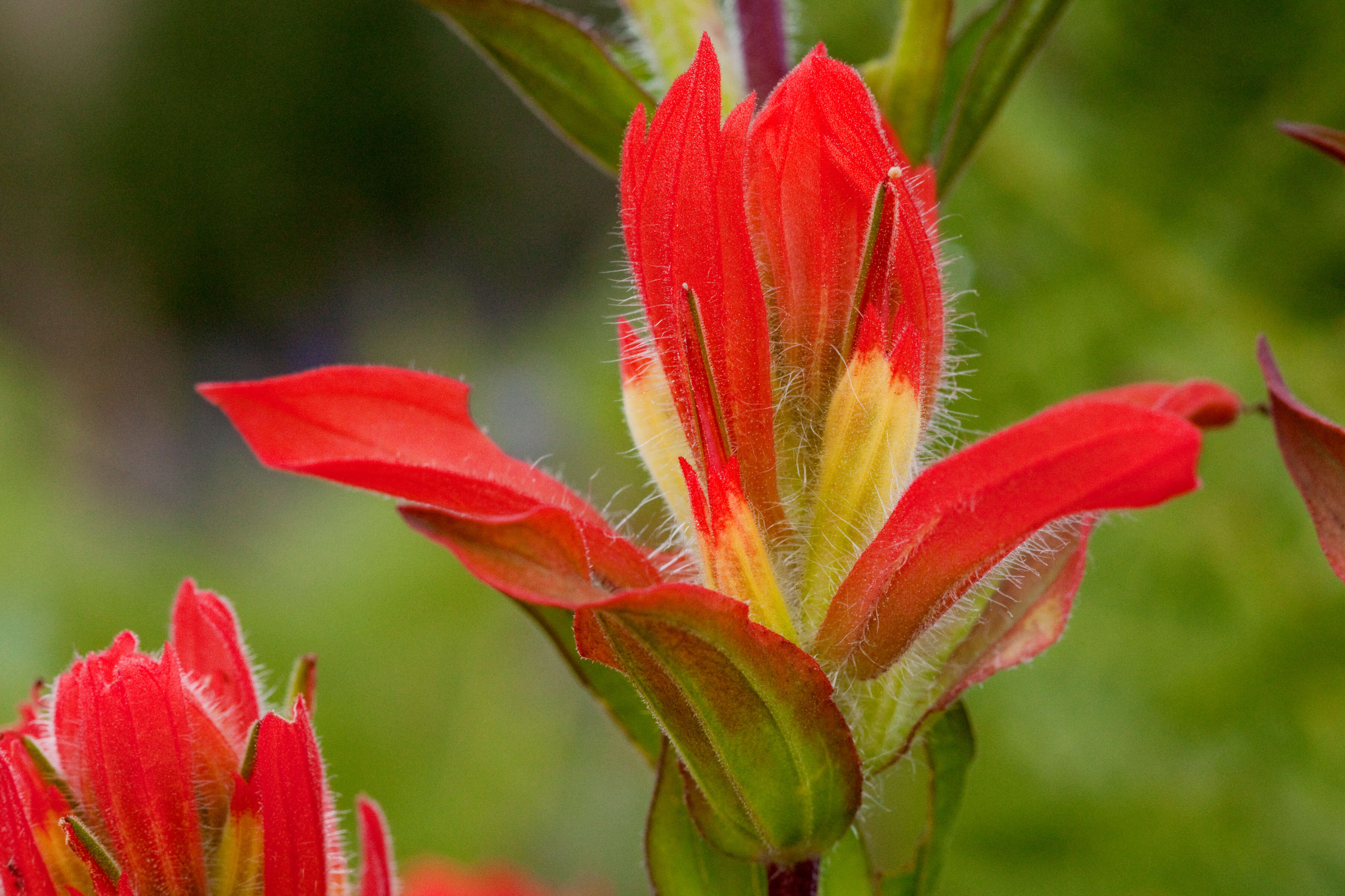 Image of Indian paintbrush