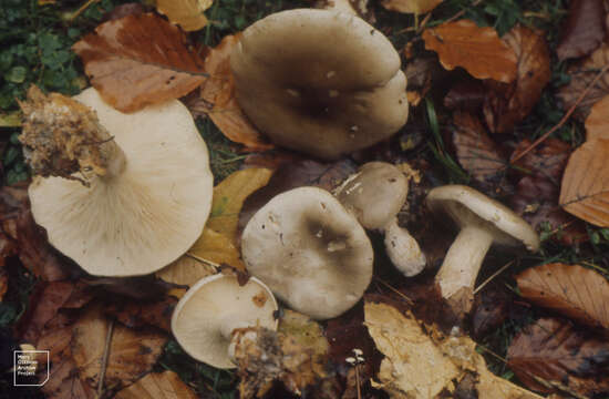 Image of soap tricholoma