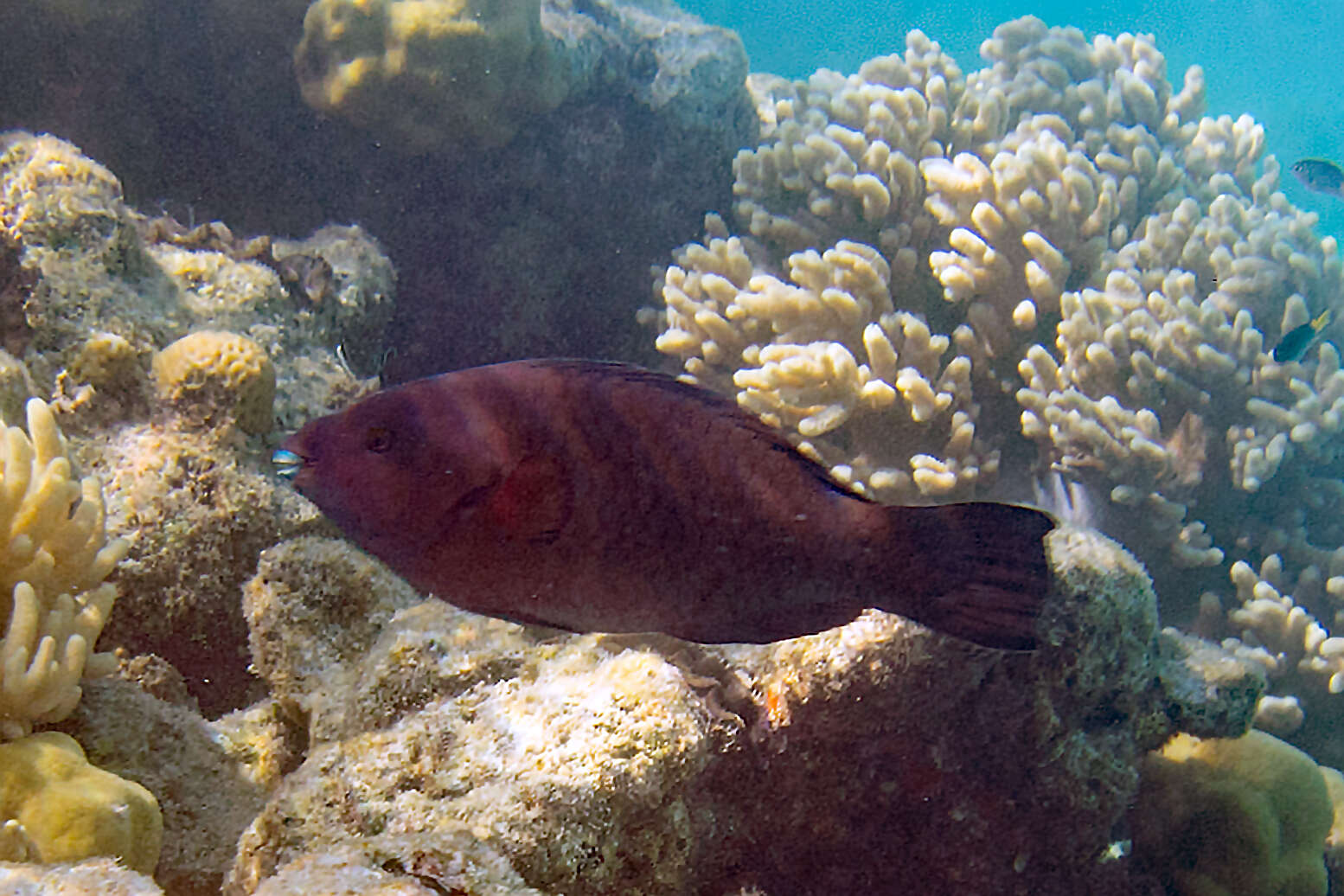 Image of Filament-finned Parrotfish