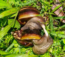 Image of Achatina fulica