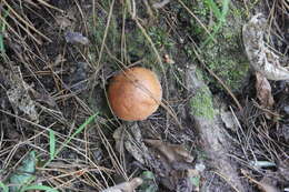 Image of Suillus granulatus (L.) Roussel 1796