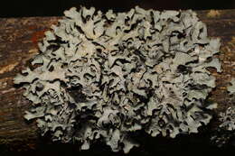 Image of Hammered shield lichen