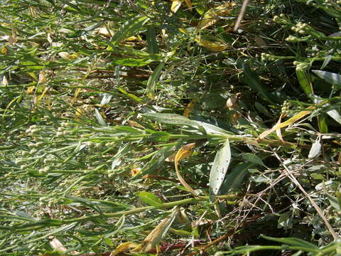 Image of sea aster