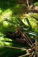 Image of Cryptanthus bahianus L. B. Sm.