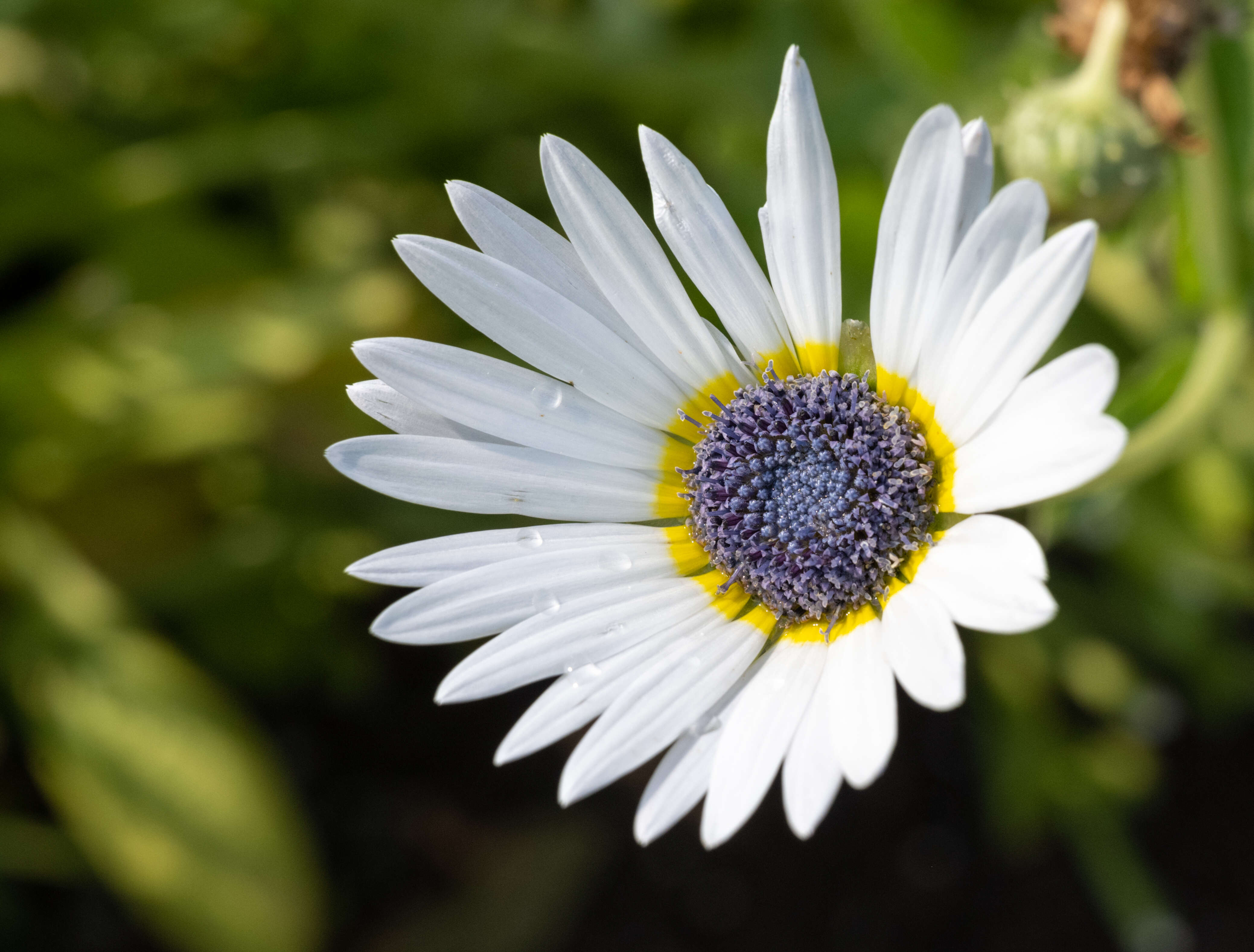 Image of African daisy