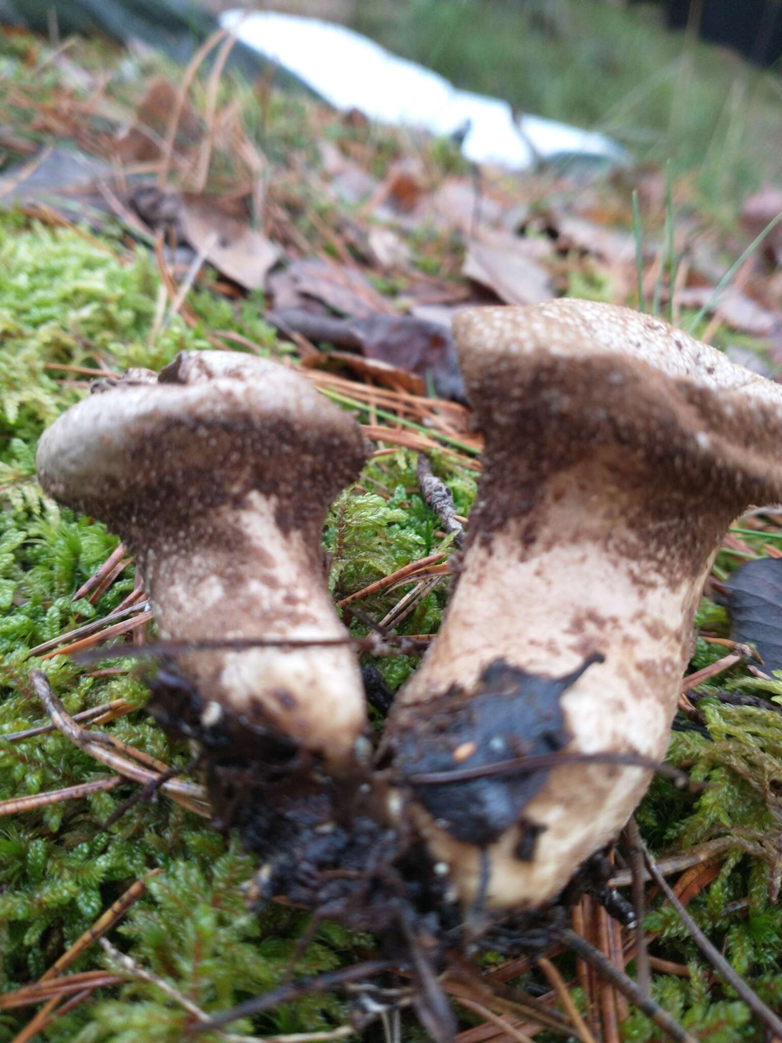 Imagem de Lycoperdon excipuliforme (Scop.) Pers. 1801