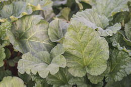 Image of garden rhubarb