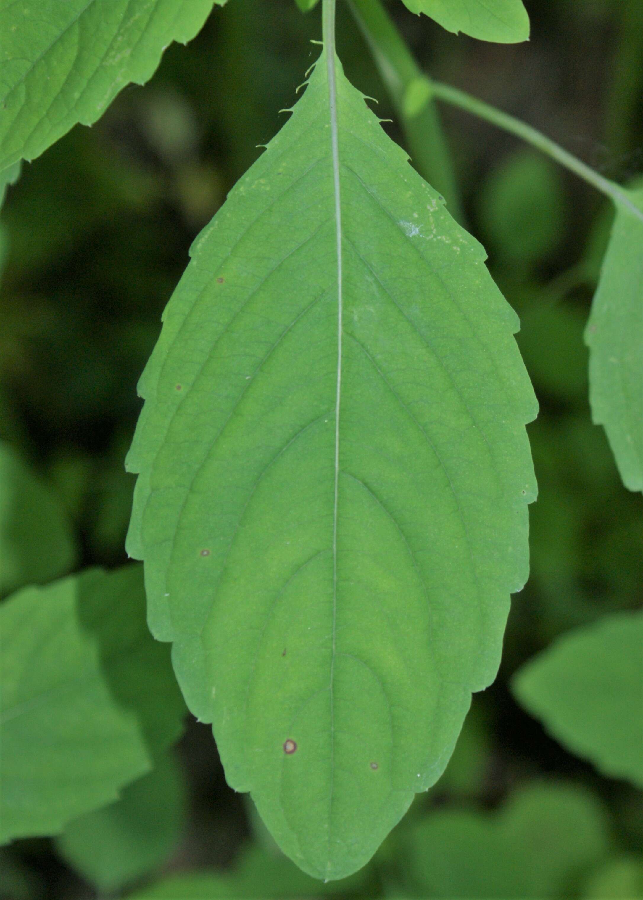 Image of Jewelweed