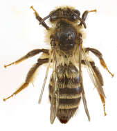 Image of Andrena denticulata (Kirby 1802)