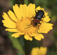 Image of Heliotaurus ruficollis